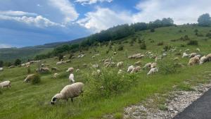 新帕扎尔Topli kutak Golija的一群羊在草地上放牧