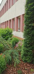 巴德霍夫斯基库佩莱佐尼卡旅馆的建筑前有灌木和花的建筑