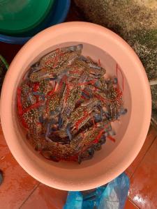 格卢市社Khách Sạn Tuấn Thảo Cửa Lò的一碗水中的螃蟹