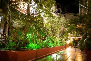 约帕尔Hotel Camoruco的花园,种植了植物,晚上有走道