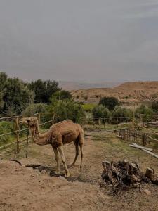拉拉塔可库斯特Les terrasses du Lac Marrakech的一只骆驼站在土里,靠近围栏