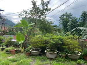 萨帕Sin Chai Eco Homestay的花园里盆栽的植物群