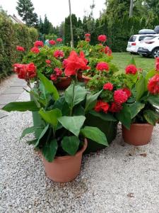 巴拉通马里亚弗都Wohnung in Balatonmáriafürd mit Terrasse, Garten und Grill的花园里的三盆红花