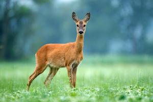 Stunning Balcony View Frequent Deer Sightings平面图