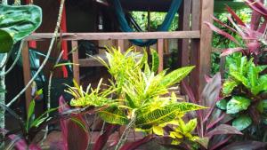 Marigot芙蓉谷酒店 的种植了植物的花园中的木凉亭