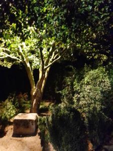 布拉加Quinta da Maínha - Charming Houses的树下一棵树和一根石头长凳