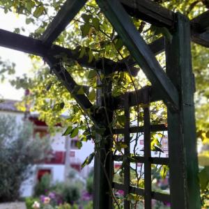 布拉加Quinta da Maínha - Charming Houses的花园中木凉棚中生长的藤蔓