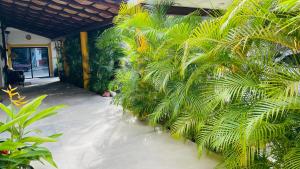 巴亚尔塔港Ixaya的一座建筑的一侧有一堆棕榈树