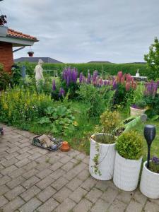 瓦格罗斯Falster værelse的一座花园,里面种有紫色的花朵和水桶里的植物