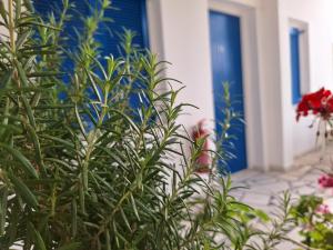 加利萨斯Εvi Evan Hotel的房子前面的蓝色门和植物