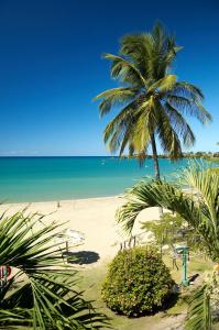 斯卡伯勒Starfish Tobago的棕榈树和海洋的海滩