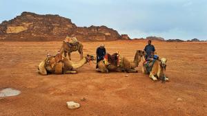 瓦迪拉姆Dream Bedouin life camp的一群人在沙漠骑骆驼