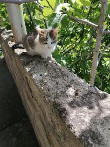 西格纳吉House In The Forest的一只猫坐在石墙的顶部