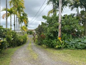 希洛夏威夷奥纳之家住宿加早餐旅馆的一条长满棕榈树和植物的土路