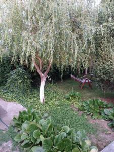 Ostrovu CorbuluiCabana Timeea的花园中的树,下方有长凳