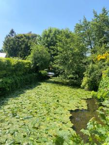 切姆河畔旅馆的花园中满是百合花垫的池塘
