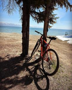 塞凡Lake Sevan Hostel的停在海滩上一棵树旁边的自行车