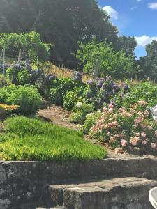 沙托兰Maison de 2 chambres avec vue sur le lac jardin amenage et wifi a Chateaulin的花朵多彩的灌木花园