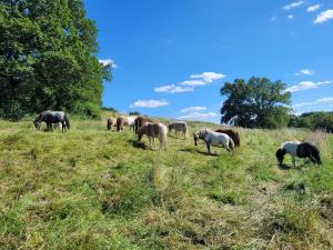 ChampfleurLa Garencière - La Petite Maison的一群马在田野里放牧