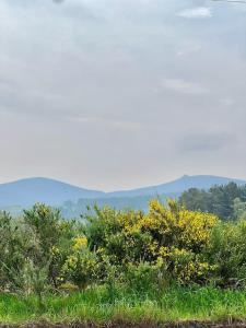 FinzeanCosy Country House in Deeside的一群灌木丛和树木,背景是群山