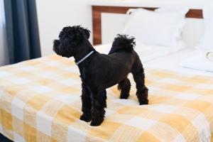 舒门RUBO Hotel的一只黑狗站在床上