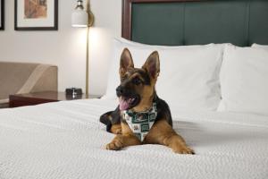 雅典俄亥俄大学酒店和会议中心的躺在床上的狗