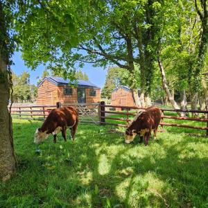 卡纳芬Woodland Shephards Hut - 'Aristocrat'的两头奶牛在围栏附近的草地上放牧