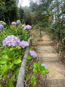 帕斯托Habitaciòn Floraciòn con vista a la Laguna的一条小径上种着紫色花的花园