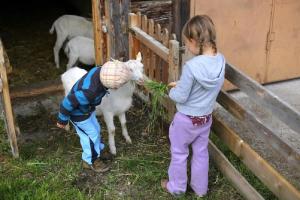 盖洛斯Farm Resort Geislerhof的两个幼儿用围栏喂羊