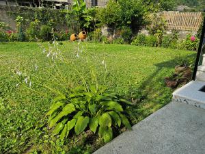 拉戈代希Mountain View的院子中间种有植物的花园