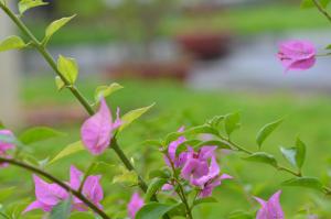 荣市Sai Gon Kim Lien Hotel Vinh City的植物上一组粉红色的花