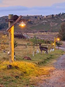 坦迪尔Valle de la Luna的站在公路旁的田野上的鹿