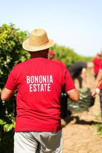 Bononia Estate Winery & Resort的戴红衬衫和稻草帽的男人