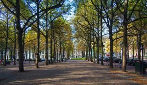 海牙Hotel Des Indes The Hague的公园里树木林立的街道