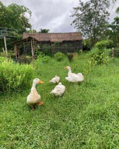 清迈Hang Tueng farm stay Chiang Mai แฮงตึง ฟาร์มสเตย์ เชียงใหม่的一群鸭子站在草地上