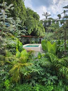 瓜达拉哈拉Villa Escondida Hotel Boutique, Magico Oasis en San Pedro Tlaquepaque的一个带游泳池和植物的花园