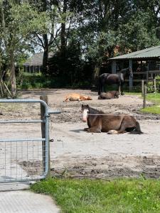 GarnwerdThe Horse Farm的一群牛,在沙子里,有匹马