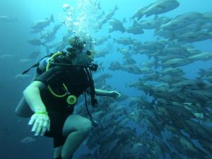 达哈布My Hostel in Dahab - Dive center的鱼群前面的潜水员