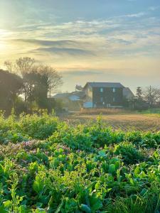 Shimo-rokkaUkishimakan Bettei Guest House - Vacation STAY 14350的农庄,植物场