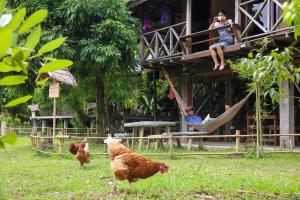 清迈Hang Tueng farm stay Chiang Mai แฮงตึง ฟาร์มสเตย์ เชียงใหม่的吊床上的男人和院子中的两只鸡