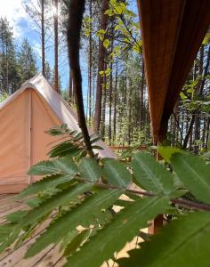 萨翁林纳Alaska Glamping Linnansaari的森林中间的帐篷