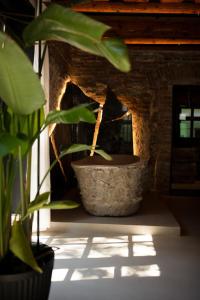 锡比乌World Studio Sibiu的窗户房间里锅里的植物