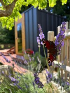 耶什赫维采Tiny House Všemily的红色蝴蝶坐在紫色的花上