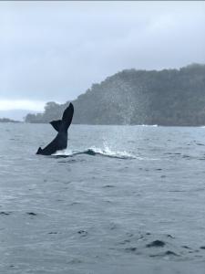 德雷克Bella Vista Corcovado的海豚在水中,手臂在空气中