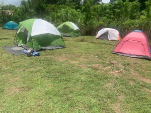 Camping La Bucara的草场上的一组帐篷