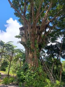 LankourouGlowing Mountain tree house的树中间的树屋