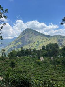 埃拉Hike Ella的山坡上绿意盎然,山脚下