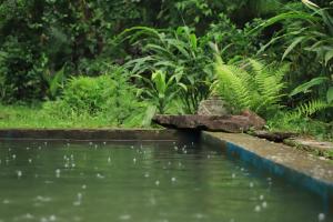 GorubathānPetrichor Forest Retreat的旁边是种植物的水池