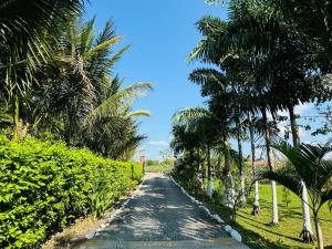 MeraAmazon Gardens的一条棕榈树环绕的道路