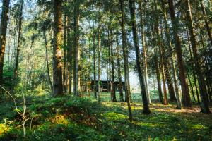 PaplatelėCocodeno-'Virš Ąžuolų' - Forest SPA - FREE jacuzzi的树木繁茂的绿草丛生的地区